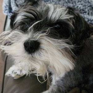 Meet your Posher, Sydney